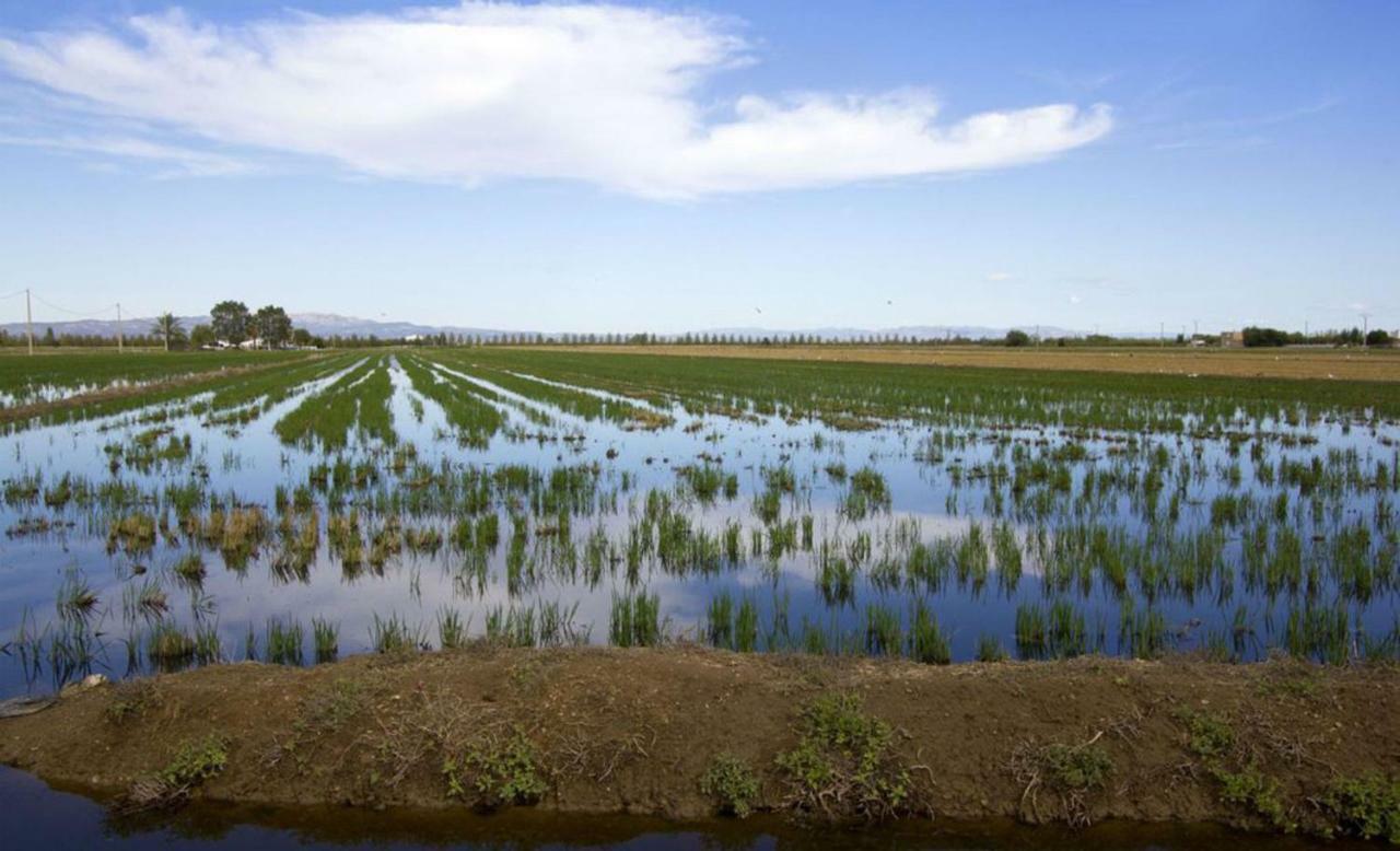 Mi Apartamento En El Delta Del Ebro+ Deltebre Exteriér fotografie